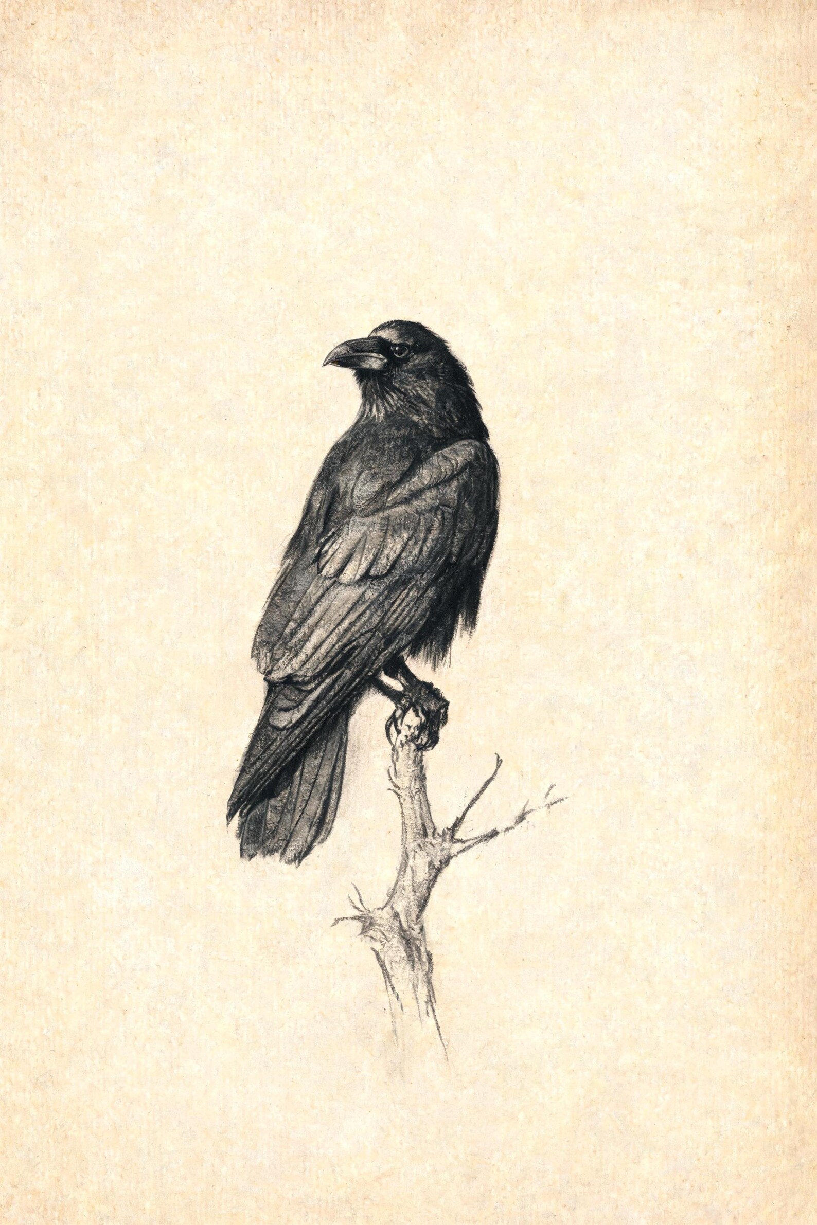 Ink drawing of a raven perched on a branch